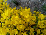 Flor del Piorno