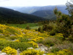 Laderas de Guadarrama con Piornos